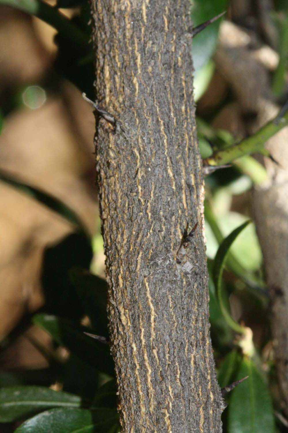              Second - third year twig (Riverside, CA)       